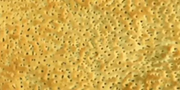 طريقة عمل تميس البسكوت البخاري