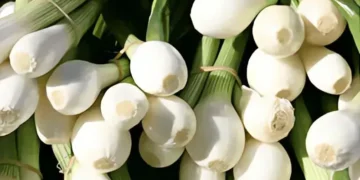 فوائد تناول البصل الأخضر