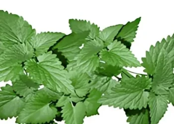 فوائد النعناع كثيرة إليك بعضا منها