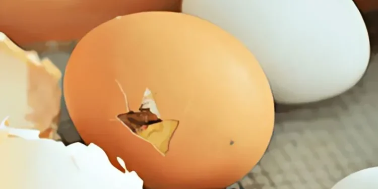 حل لغز تفقيس بيض الدجاج