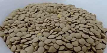 أهم ثمانية فوائد للعدس للحفاظ على صحة الجسم