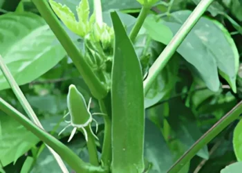 الفوائد الثمانية للبامية