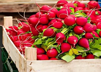 فوائد عصير الفجل