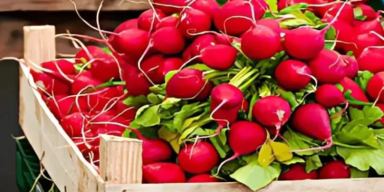 فوائد عصير الفجل